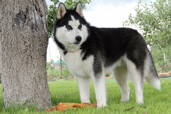 Piękny Husky na polanie w pobliżu drzewa