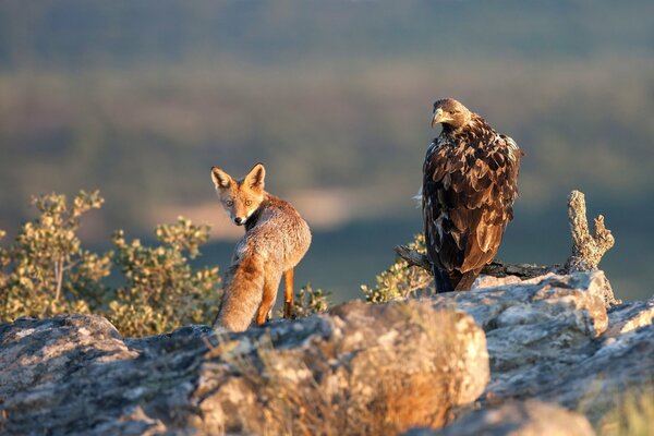 Predators are a fox and an eagle. Looking into the lens