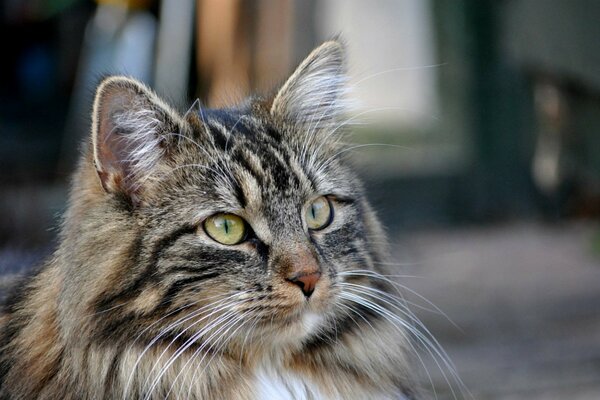 La mirada del gato del que no se puede romper