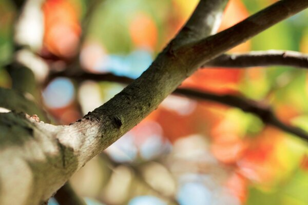 A tree branch on a background of blurred multicolored leaves