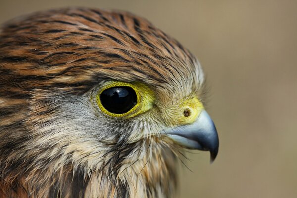 Ausdrucksstarker Blick des Turmfalkenvogels