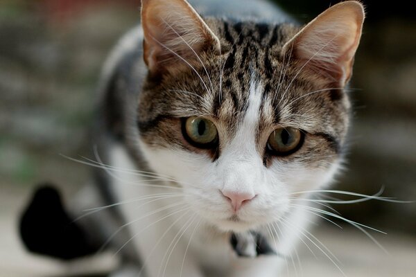 Gato rayado mirando fijamente