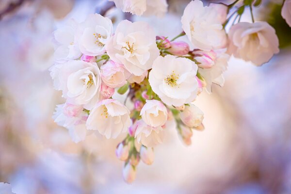 Fotografía macro de flores blancas y Rosadas