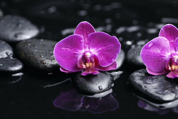 Fleurs roses sur des cailloux humides noirs