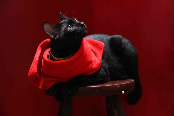 A black cat is lying on a stool