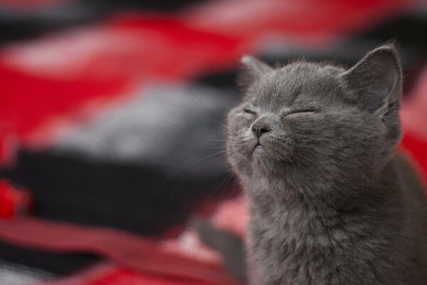 Gatito satisfecho con los ojos cerrados. Placer y felicidad