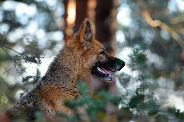 Portrait photo of a dog in nature