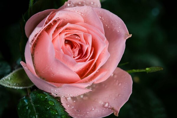 Foto macro di una rosa generica con gocce di rugiada