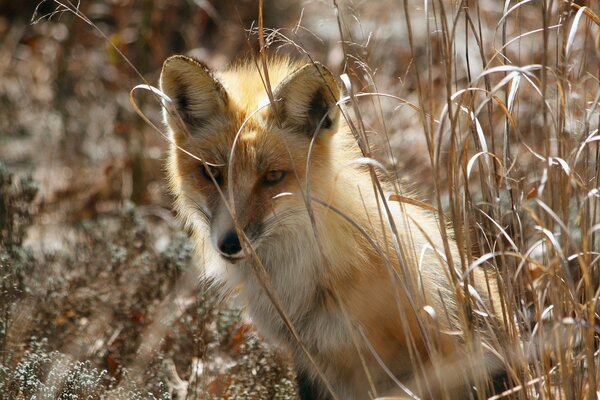 A fox in the spring forest is sitting in the grass