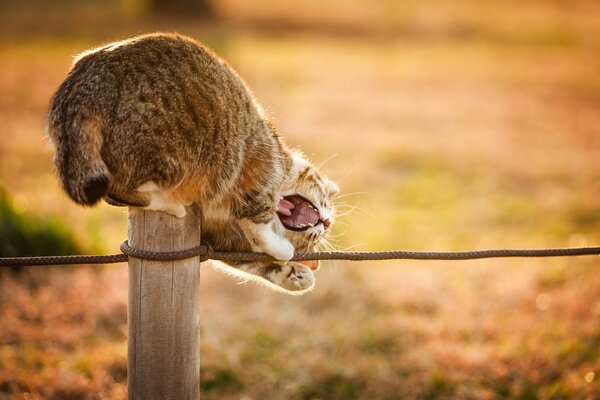 Gatto allegro che gioca con la corda