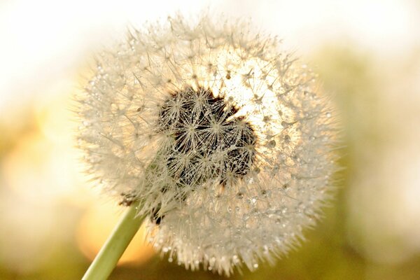 An airy dandelion lets in sunlight