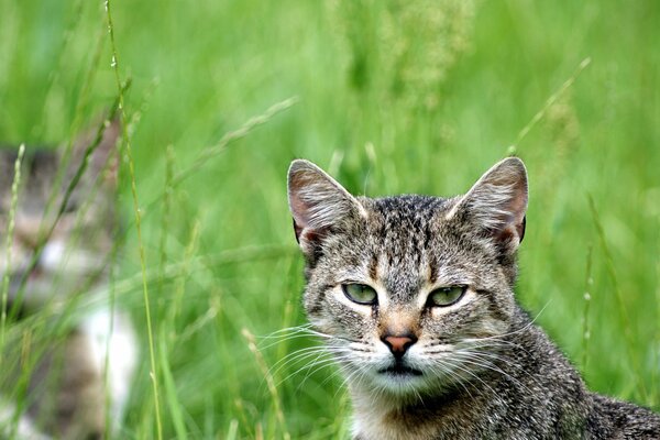 The cat is watching sitting in the grass