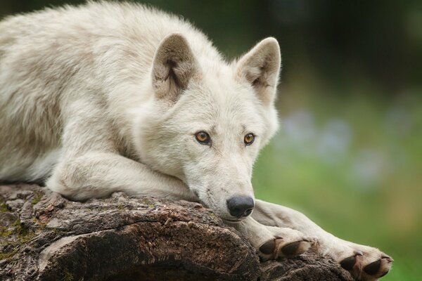 Le loup polaire blanc a pensé à quelque chose