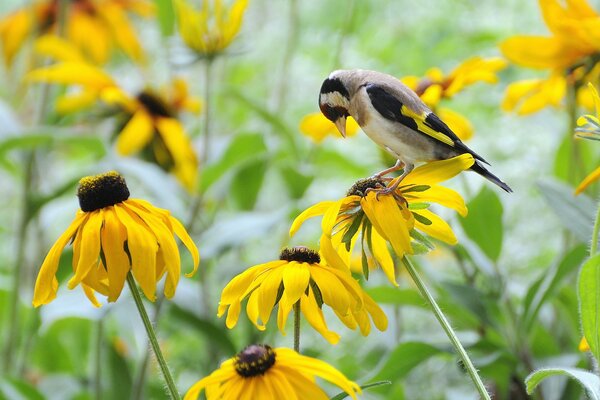 Vogel sticht auf gelb blühendem Feld vor