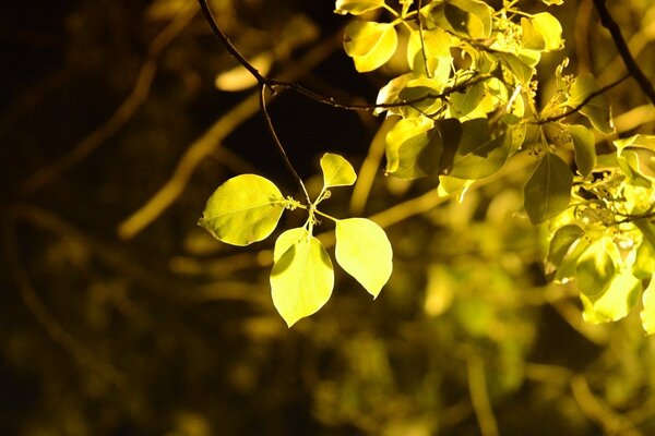Gelbe Blätter auf einem Baum in der Sonne