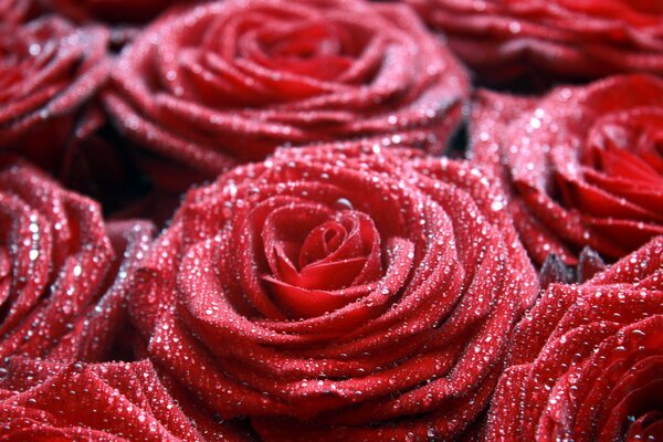 Macro photo of red roses in dew