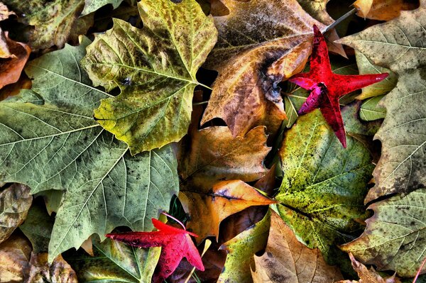 Herbstfarbene Blätter auf dem Boden