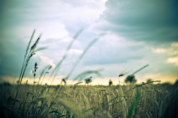 Wonderful landscape of a field with wheat