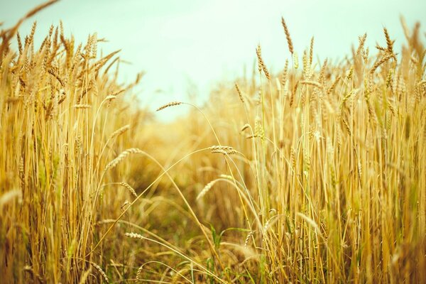 Campo de verano con espigas de trigo