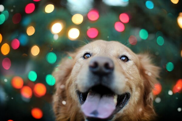 A joyful dog on a colored background