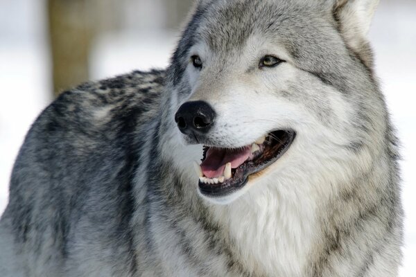 Image of a wolf s muzzle in a winter forest