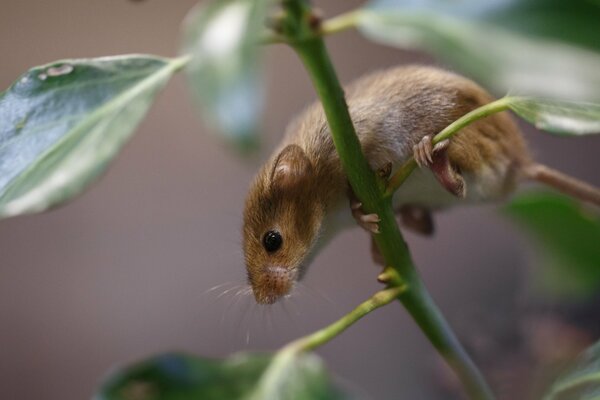 Die Maus kriecht ein halbes Jahrhundert lang über die Zweige und Blätter der Pflanze