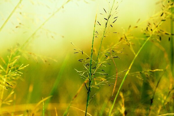 Grüne Pflanze auf verschwommener Vegetation