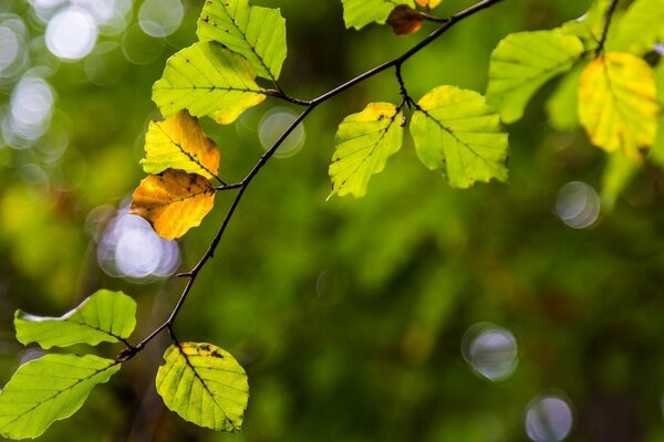 A branch with autumn yellow and green leaves