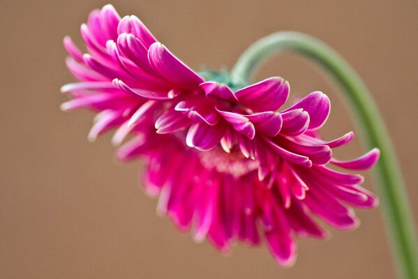 Large pink petals of gerbera