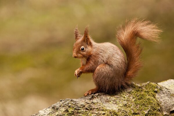 Redhead Squirrel su una roccia nel bosco