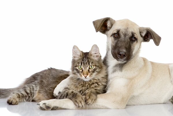 Chat avec des amis de chien. Friends and love