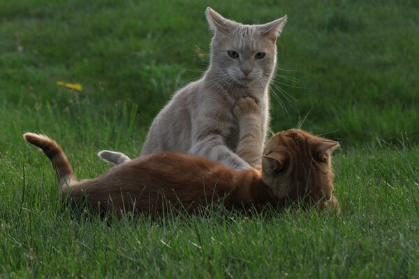 Kotki tarzają się na trawie bawią