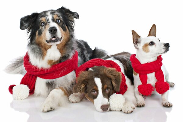 Hunde in roten Schals auf dem Neujahrsfoto