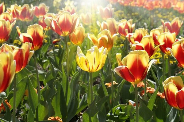 Tulipanes rojos y amarillos iluminados por el sol