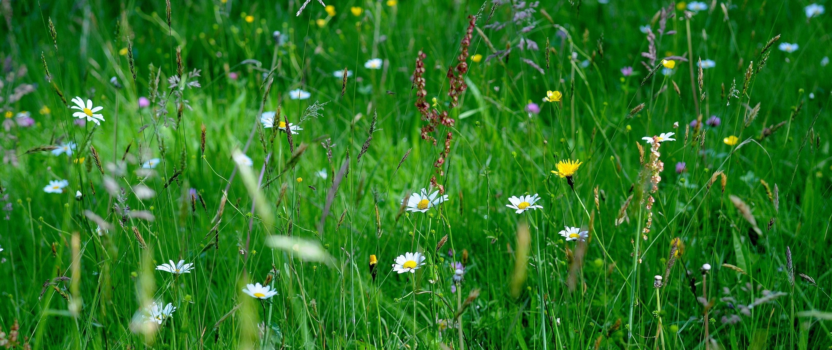 meadow grass nature