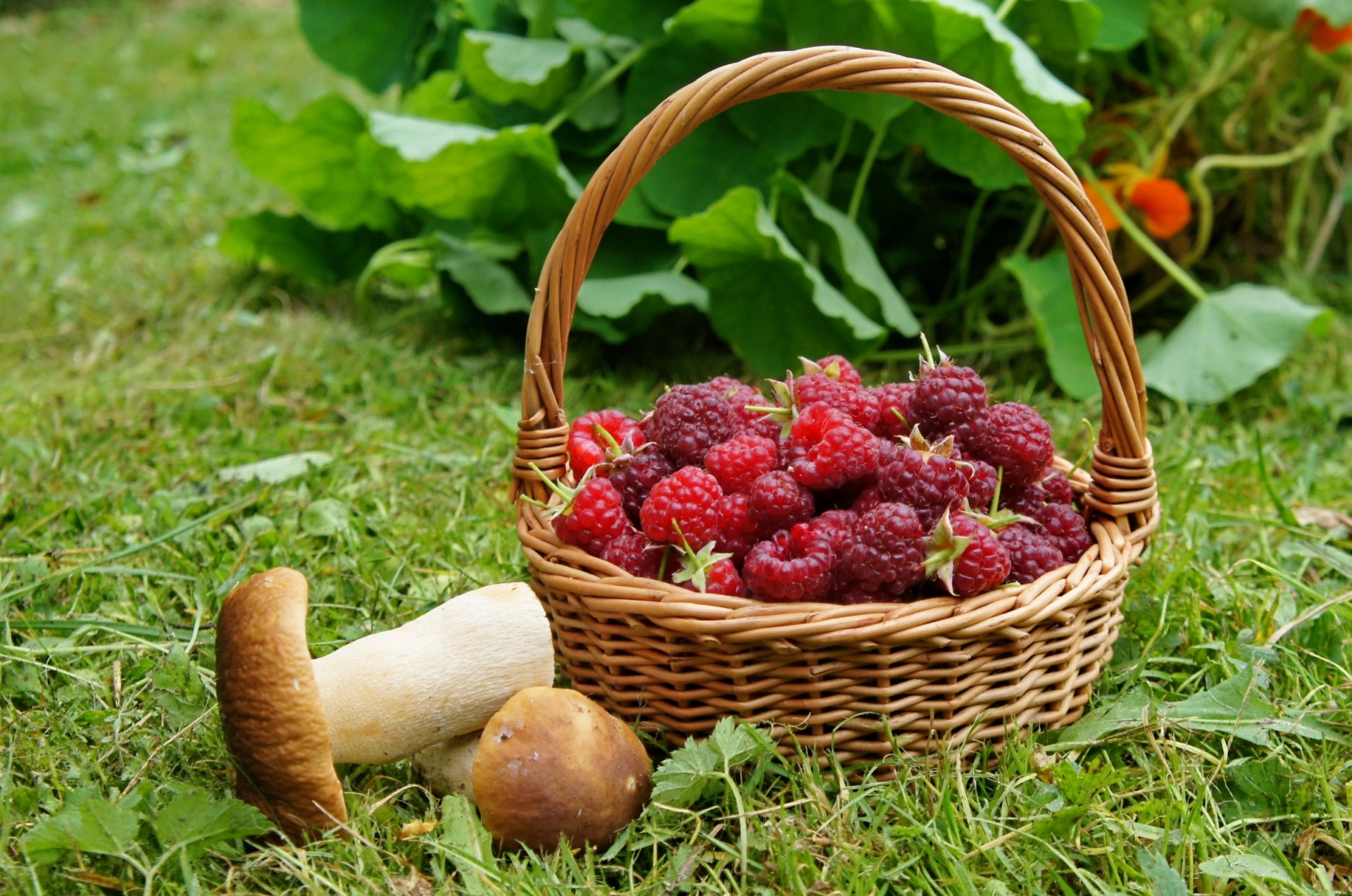 framboises champignons panier boroviki