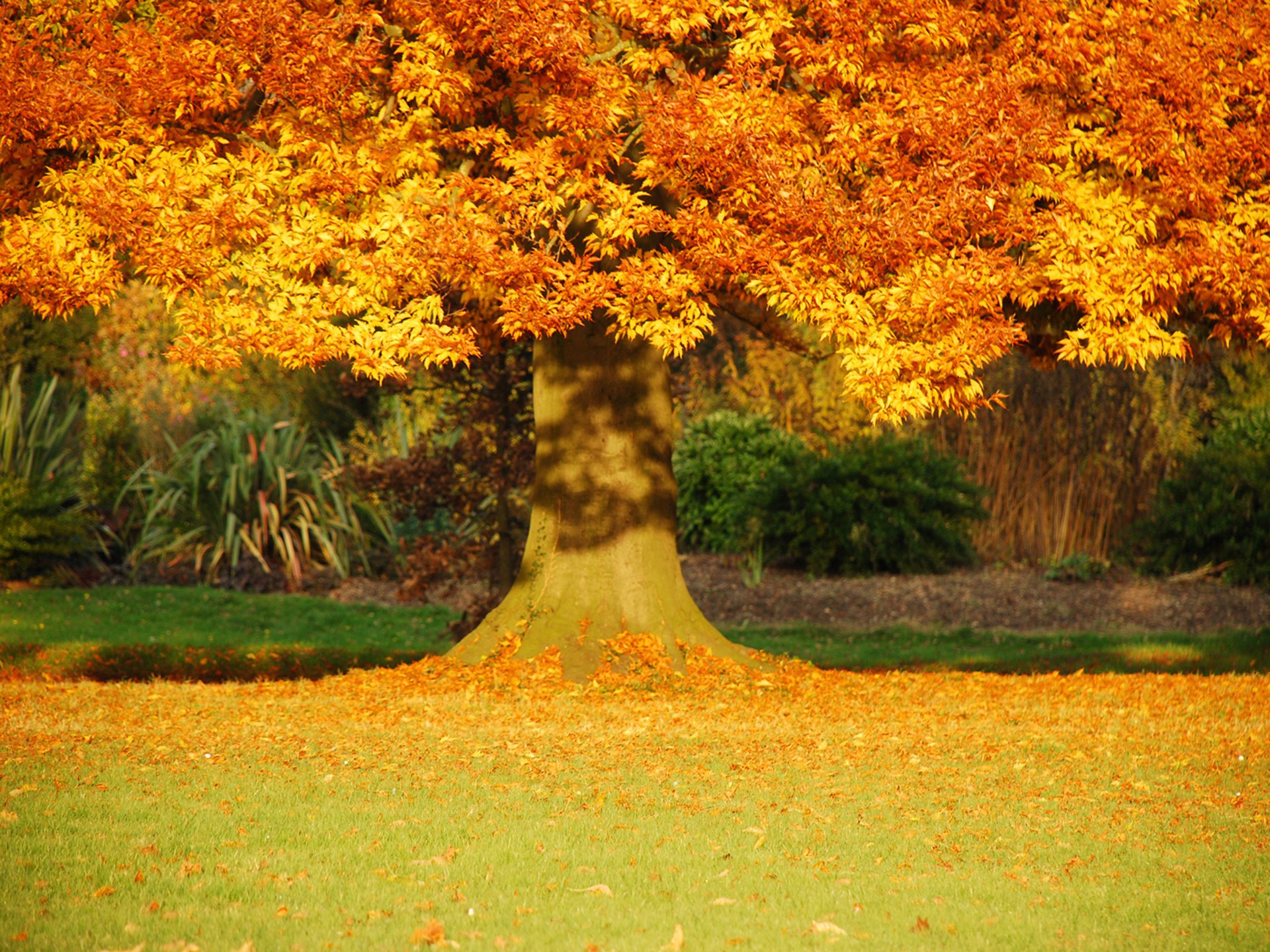 der goldene herbst