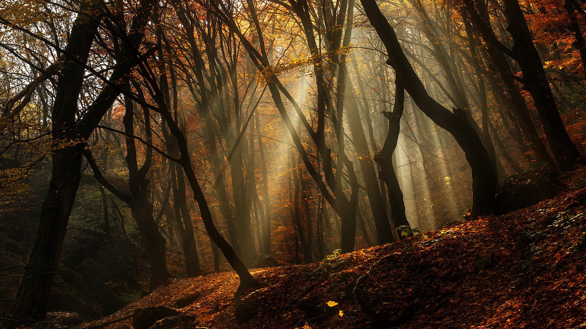 denso otoño árboles bosque amanecer mañana luz