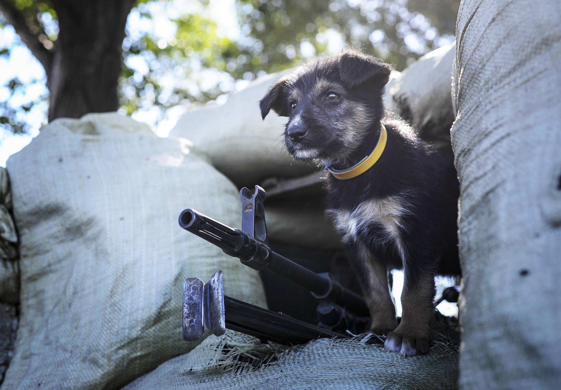 point de tir regarde chiot mitrailleuse