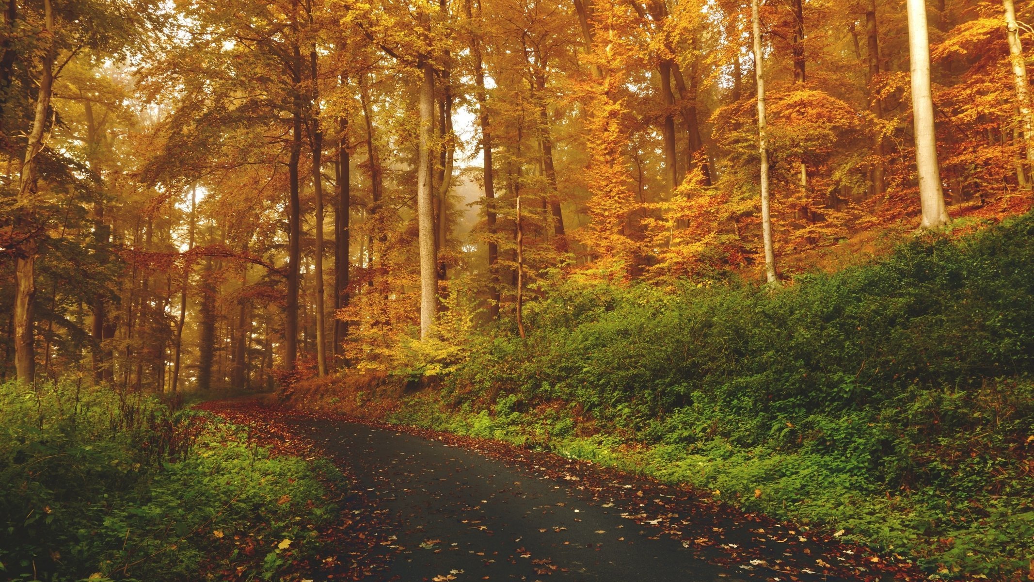 naturaleza carretera otoño