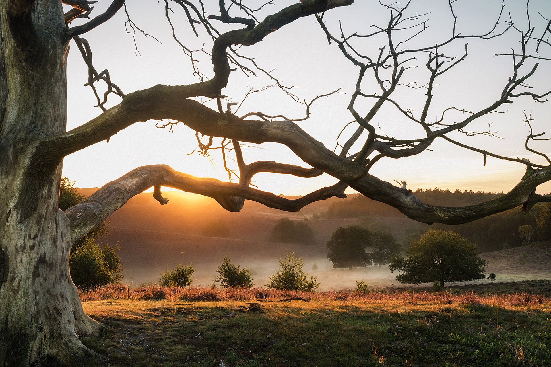 heather nature netherlands sunrise dry tree branch hills fog