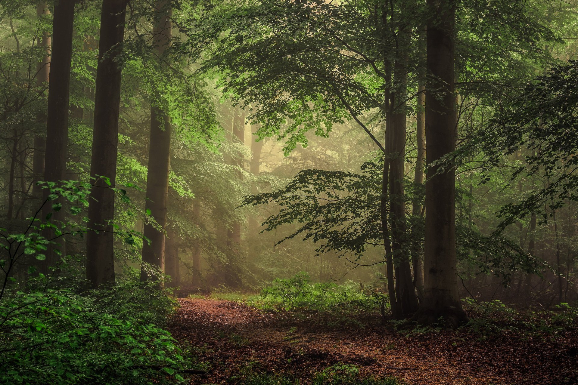 natura foresta autunno mattina