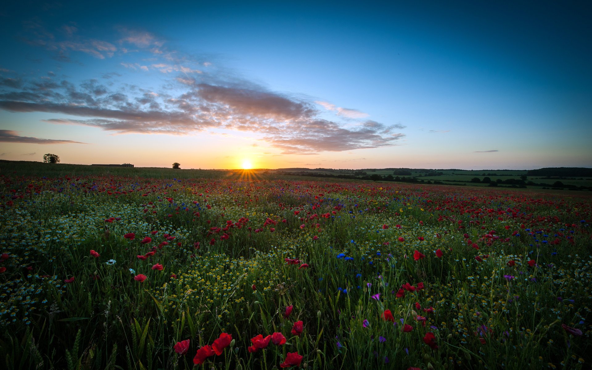 flowers field chamomile maki space the sky the sun sunset