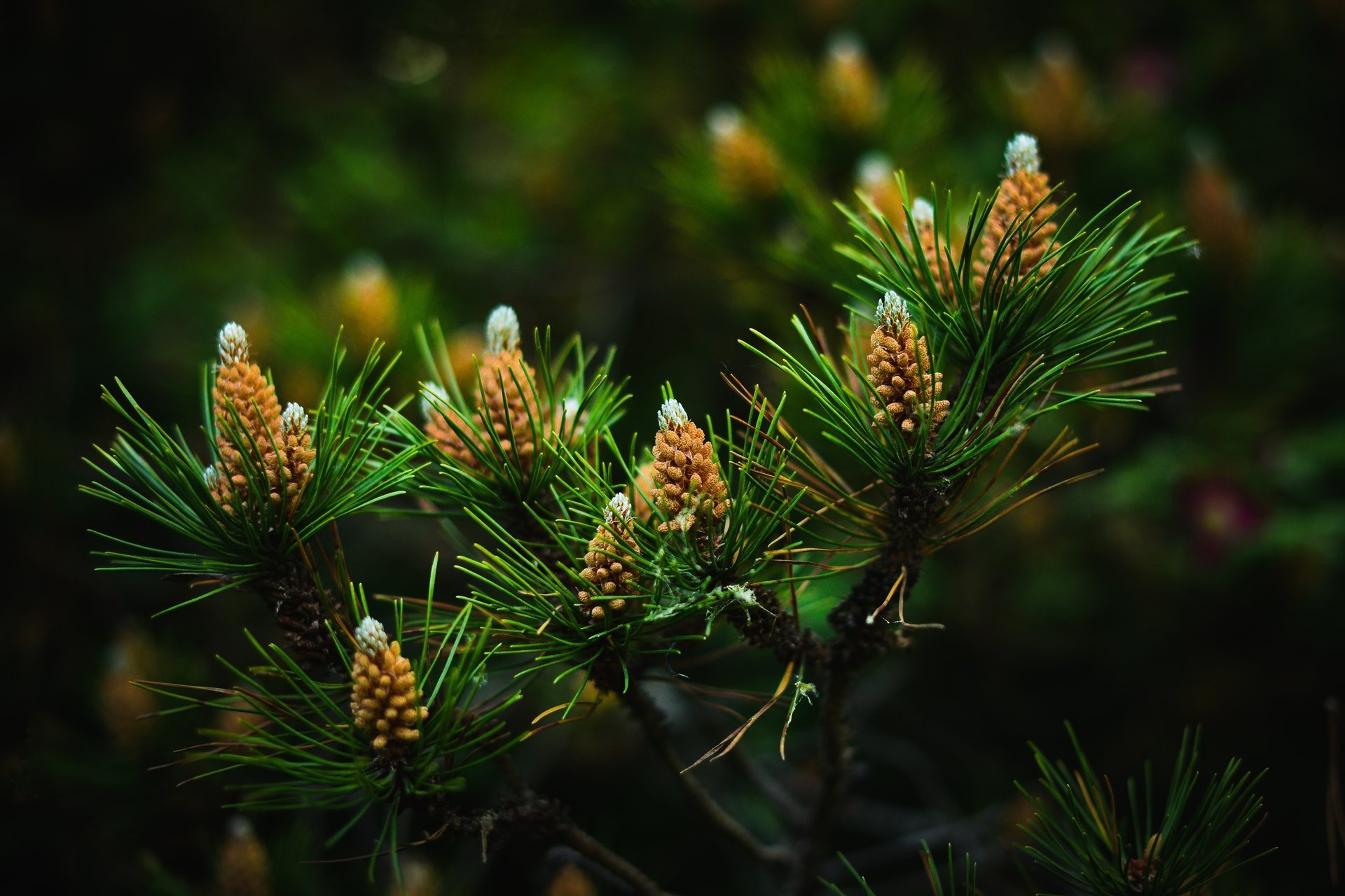 pin needles gros plan cônes branches