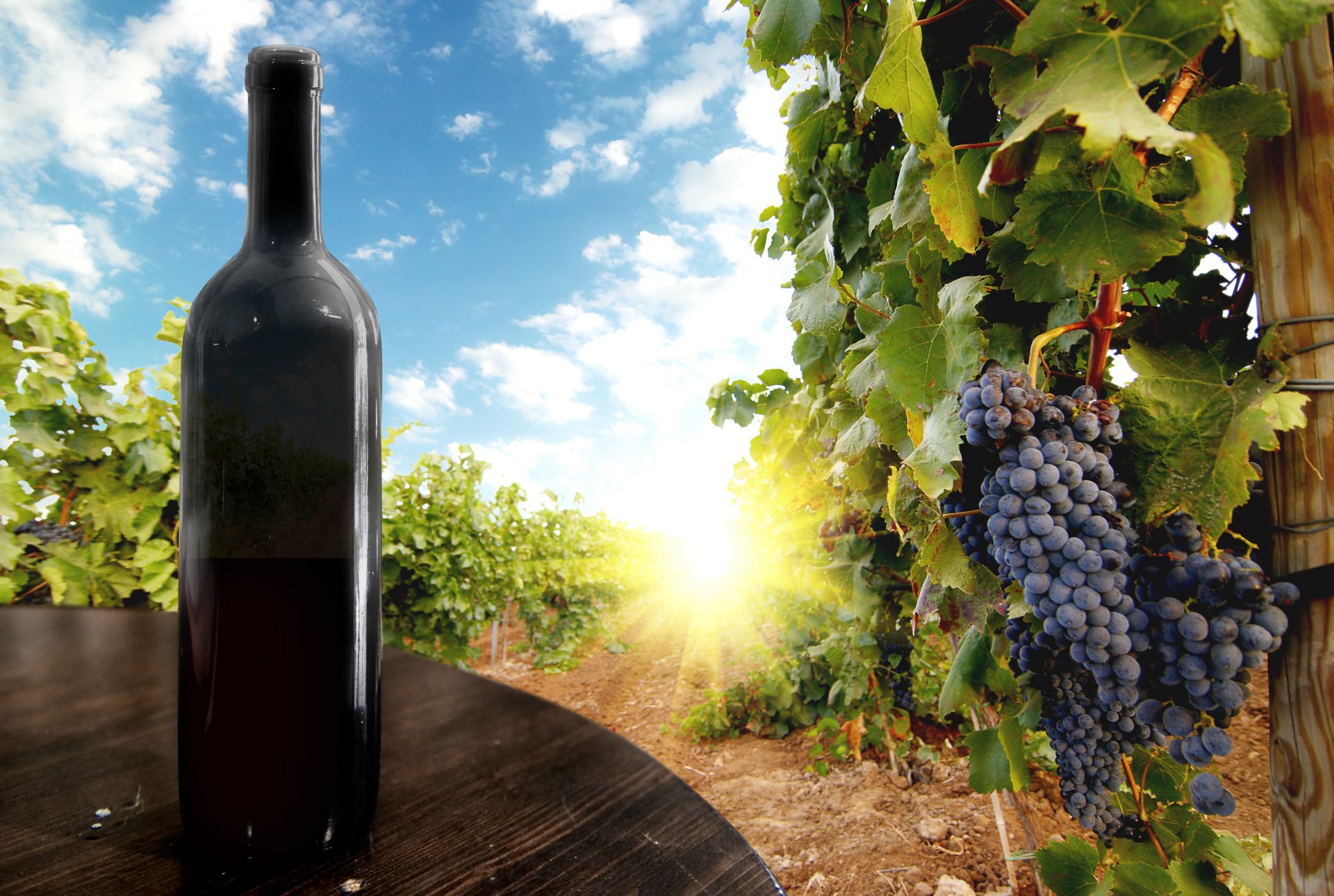 wein flasche tisch weinberg trauben schwarz haufen pinsel beeren blätter himmel sonne wolken haufen