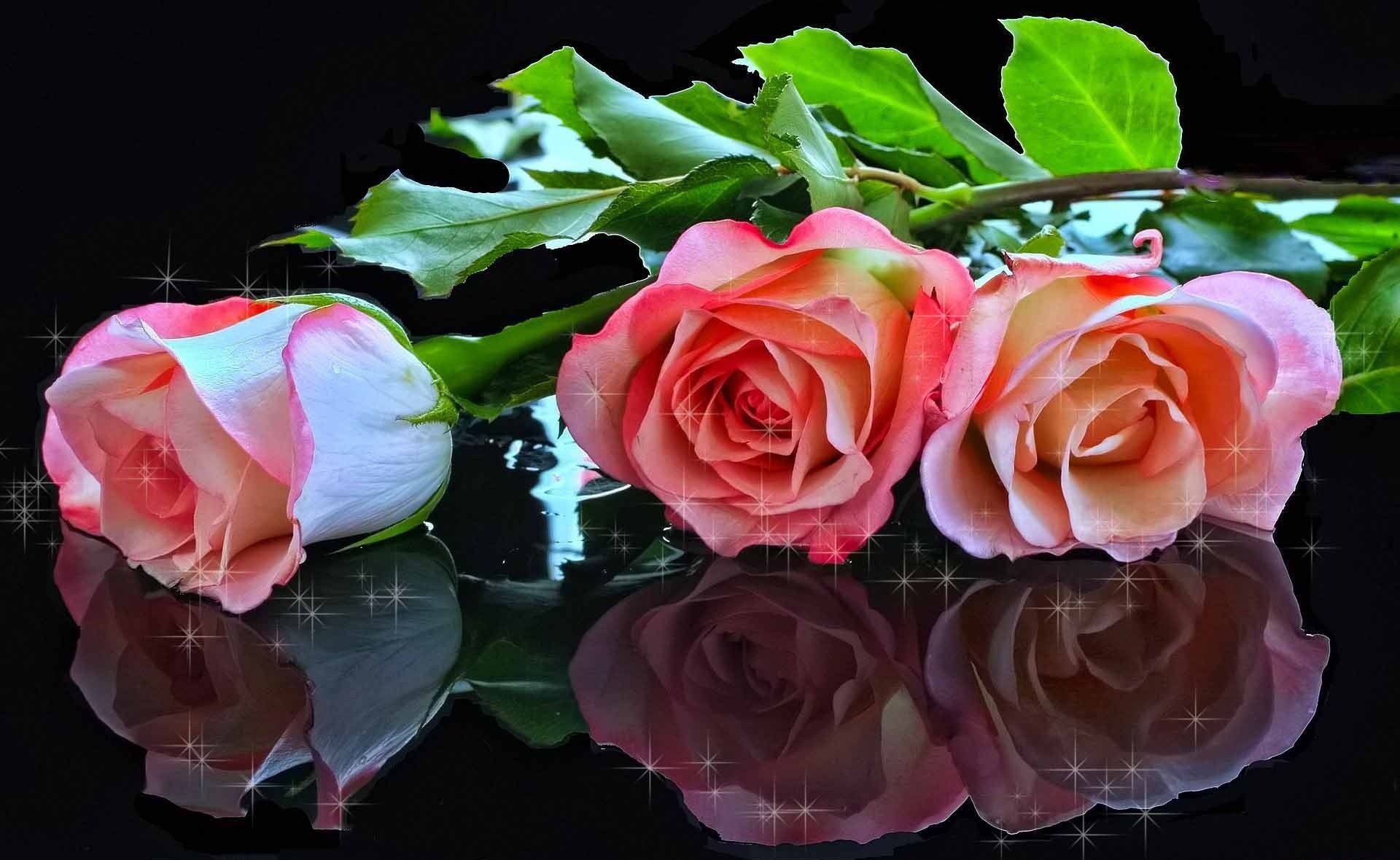 fleurs roses