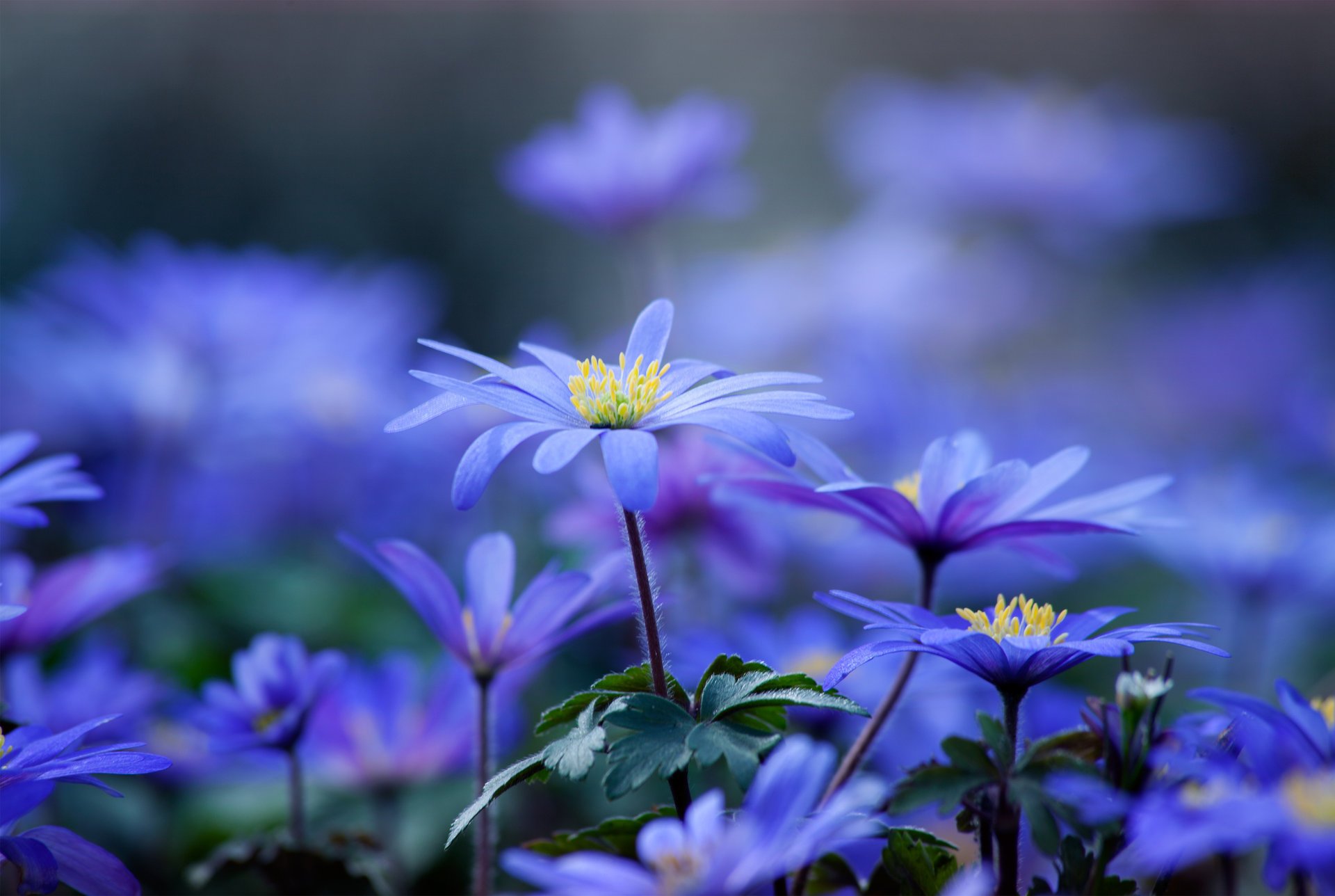 flowers blue petals stem