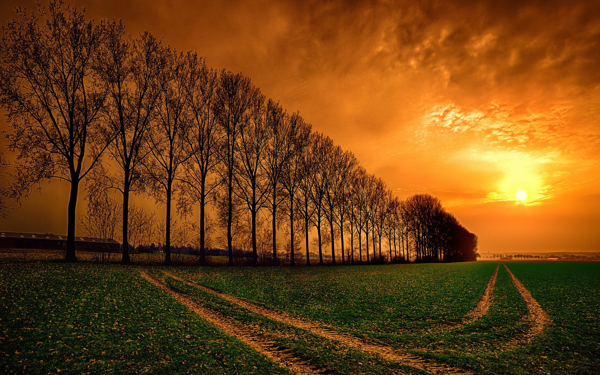 feld sommer sonnenuntergang