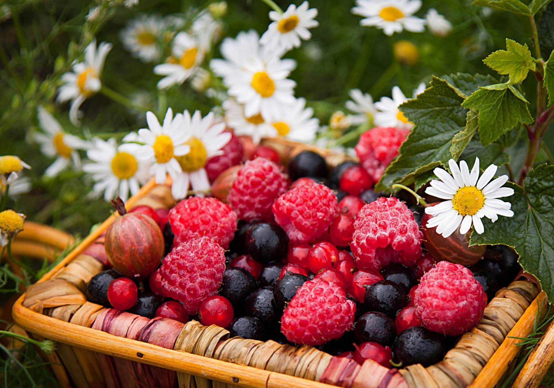 beeren himbeeren stachelbeeren johannisbeeren korb blumen gänseblümchen