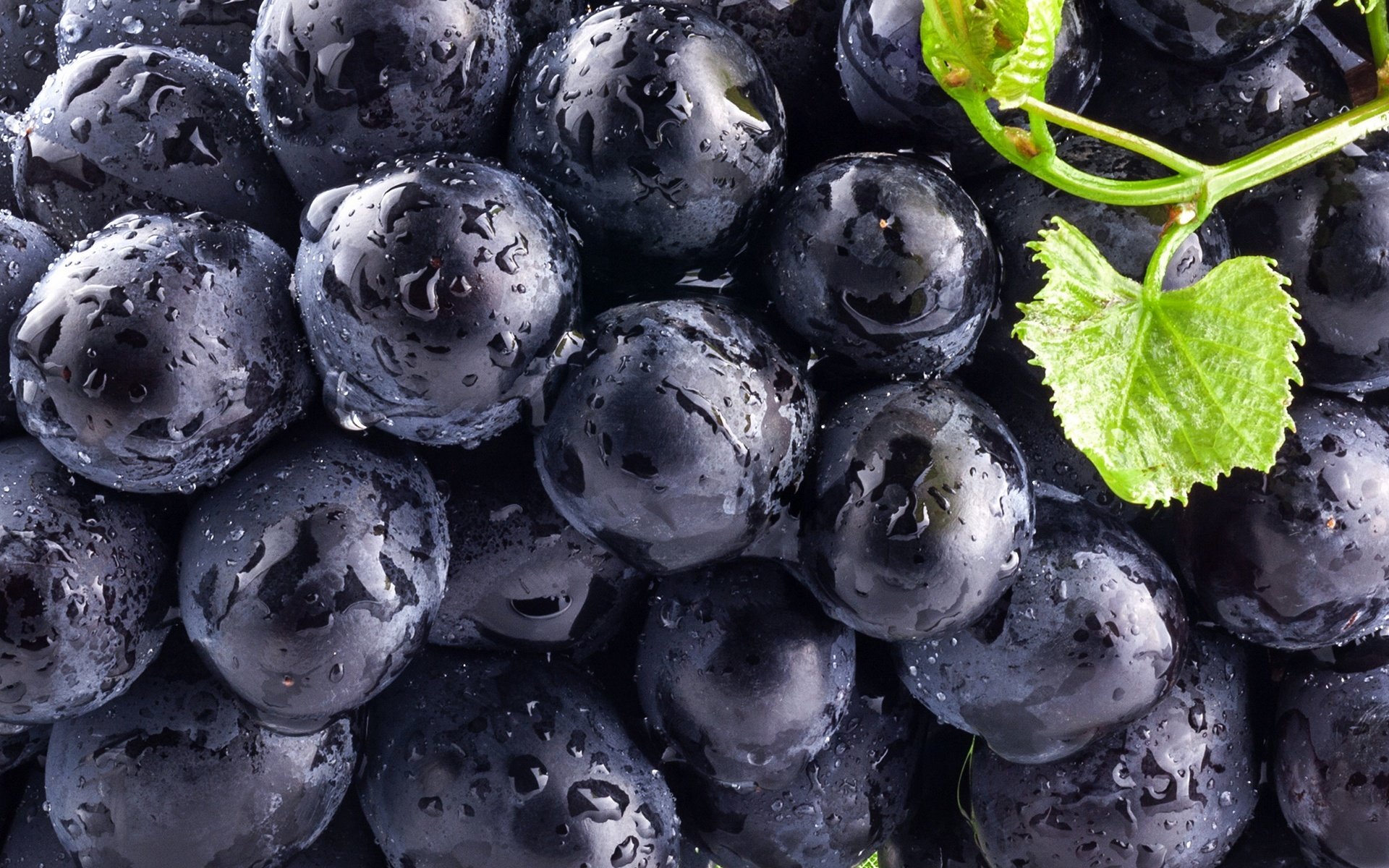 trauben beere schwarz blau blätter beeren